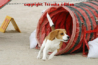 Photos du concours d'Agility 2005 du CECA (Club d'Education Canine d'Antibes)